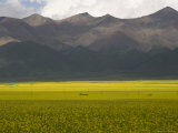 Mountains and Rapeseed Fields, Qinghai, China Photographic Print by David Evans