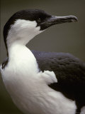 Portrait of a Black-Faced Shag's Hooked Bill and Green Eye, Australia Photographie par Jason Edwards