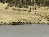 Migrating Herd of Impalas Drinking During Drought Photographic Print by Jason Edwards