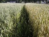 Path Cuts Through Wheat Field, Qinghai Province, China Photographie par David Evans