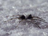 Salt Lake Wolf Spider, Lycosa Eyrei, Hunts on Salt Lakes Chrystals, Australia Photographic Print by Jason Edwards