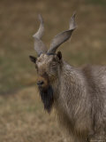 Markhor at the Rolling Hills Zoo Photographic Print by Joel Sartore