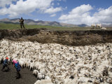 Nomadic Sheep Herding Family and their Flock of Sheep, Qinghai, China Photographie par David Evans
