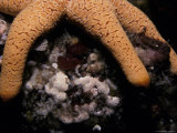 Large-Plated Sea Star Clings to a Reef Using Powerful Fingers, Australia Photographic Print by Jason Edwards