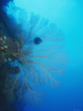 Large Yellow Gorgonian Coral with Feather Star with Reef, Blue Water, Lau islands, Fiji Photographic Print