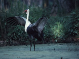 Portrait of a Wattled Crane in a Marsh with It's Wings Spread Photographic Print by Ira Block