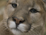 Mountain Lion, or Puma at the Rolling Hills Zoo Photographic Print by Joel Sartore