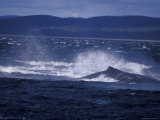 Pod of Humpback Whales Frolic and Splash on the Ocean Surface, Australia Photographic Print by Jason Edwards