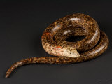 Legless Lizard from the Lincoln Children's Zoo, Nebraska Photographic Print by Joel Sartore