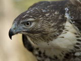 Red-Tailed Hawk Photographic Print by Joel Sartore