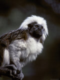 Portrait of a Cotton-Top Tamarin, and Detail of Fur Coat and Face, Melbourne Zoo, Australia Photographic Print by Jason Edwards