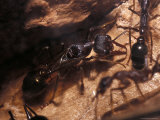Queen Bull Dog Ant with Nuptual Wings Inside the Colony Nest Burrow, Australia Photographic Print by Jason Edwards