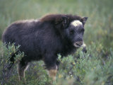 Musk Ox Calf Portrait, Alaska Stampa fotografica di Rich Reid Musk Ox Calf Portrait, Alaska Stampa fotografica di Rich Reid