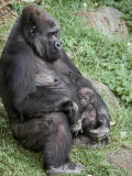 Relaxed Western Lowland Gorilla Mother Tenderly Nursing Her Infant, Melbourne Zoo, Australia Photographie par Jason Edwards