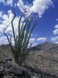 Ocotillo Cactus in Bloom Photographic Print by Rich Reid
