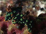 Mating Nudibanchs Sea Slugs Black with Green Dot, Solomon Islands Photographic Print