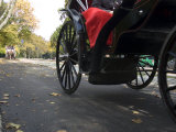 Low Angle View of Horse-Drawn Carriages in Central Park Photographic Print by Stacy Gold
