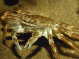 Cave Crab