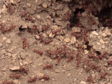 Red Ants Swarming Photographic Print by George Grall