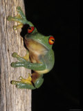 Red Eyed Tree Frog, Litoria Chloris, Clinging Vertically to a Branch, Australia Photographic Print by Jason Edwards