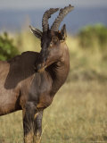Portrait of a Topi Wth Ears Alert Showcasing its Horns Photographic Print by Jason Edwards