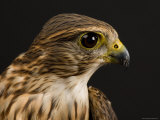 Merlin, Lincoln, Nebraska Photographic Print by Joel Sartore