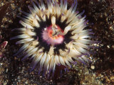Loan Colorful Anemone Painted Urticina, Urticina Crassicornis, California Lámina fotográfica
