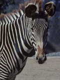 Portrait of a Zebra in the San Diego Zoo, California Photographic Print by Kenneth Garrett