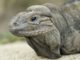 Rhinoceros Iguana from the Sedgwick County Zoo, Kansas Photographic Print by Joel Sartore