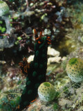 Nudibanch Sea Slug Black with Green Dot, Solomon Islands Photographic Print