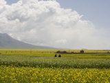 People in a Rapeseed Field and Buildings in the Distance, Qinghai, China Photographie par David Evans