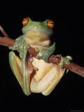 Red Eyed Tree Frog, Litoria Chloris, Clinging to a Branch, Australia Photographic Print by Jason Edwards