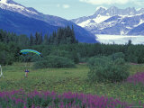 Paraglider Landing in a Field near the Mendenhall Glacier, Alaska Lámina fotográfica por Rich Reid Paraglider Landing in a Field near the Mendenhall Glacier, Alaska Lámina fotográfica por Rich Reid