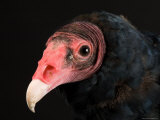 Portrait of a Turkey Vulture, Lincoln, Nebraska Photographic Print by Joel Sartore