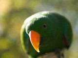 Male Solomon Island Eclectus Parrot Photographie par Joel Sartore