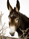 Portrait of a Mule in Fresh Snow Lámina fotográfica por Stephen St. John Portrait of a Mule in Fresh Snow Lámina fotográfica por Stephen St. John