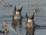 Orthern Pintails Tail Up Dabbling in a Marsh Photographic Print by George Grall