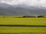 Rapeseed Field and Buildings in the Distance, Qinghai, China Photographie par David Evans