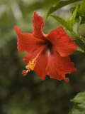 Red Hibiscus Flower, Hawaii Photographie par Bill Hatcher