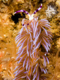 Nudibranch in Family Facelinidae, Malapascua Island, Philippines Fotografie-Druck von Tim Laman