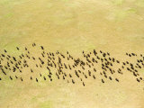 Large Herd of Buffalo Roam the Serengeti Plains, Tanzania Photographic Print by Michael Fay