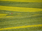 People in a Rapeseed Field, Qinghai, China Photographie par David Evans