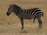 Profile of a Zebra with Penis Erect and Aroused, in Savannah Grassland Photographic Print by Jason Edwards