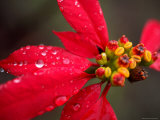 Rain Drops on Red Poinsettia Plant Photographie par David Evans