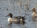 Northern Pintails in a Marsh Photographic Print by George Grall
