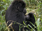 Mountain Gorilla Suckles Her Infant in a Tropical Rainforest Photographic Print by Jason Edwards
