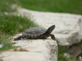 Pond Turtle at the Sunset Zoo in Manhattan, Kansas Photographic Print by Joel Sartore