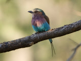 Lilac-Breasted Roller at the Kansas City Zoo Photographie par Joel Sartore