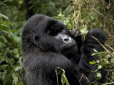 Male Silverback Mountain Gorilla Feeding in a Tropical Rainforest Photographic Print by Jason Edwards