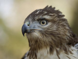 Red-Tailed Hawk in Lincoln, Nebraska Photographic Print by Joel Sartore